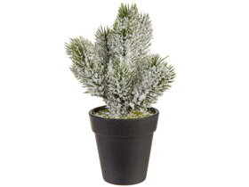 Ośnieżona choinka w doniczce Ośnieżona choinka w doniczce