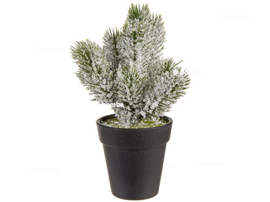 Ośnieżona choinka w doniczce